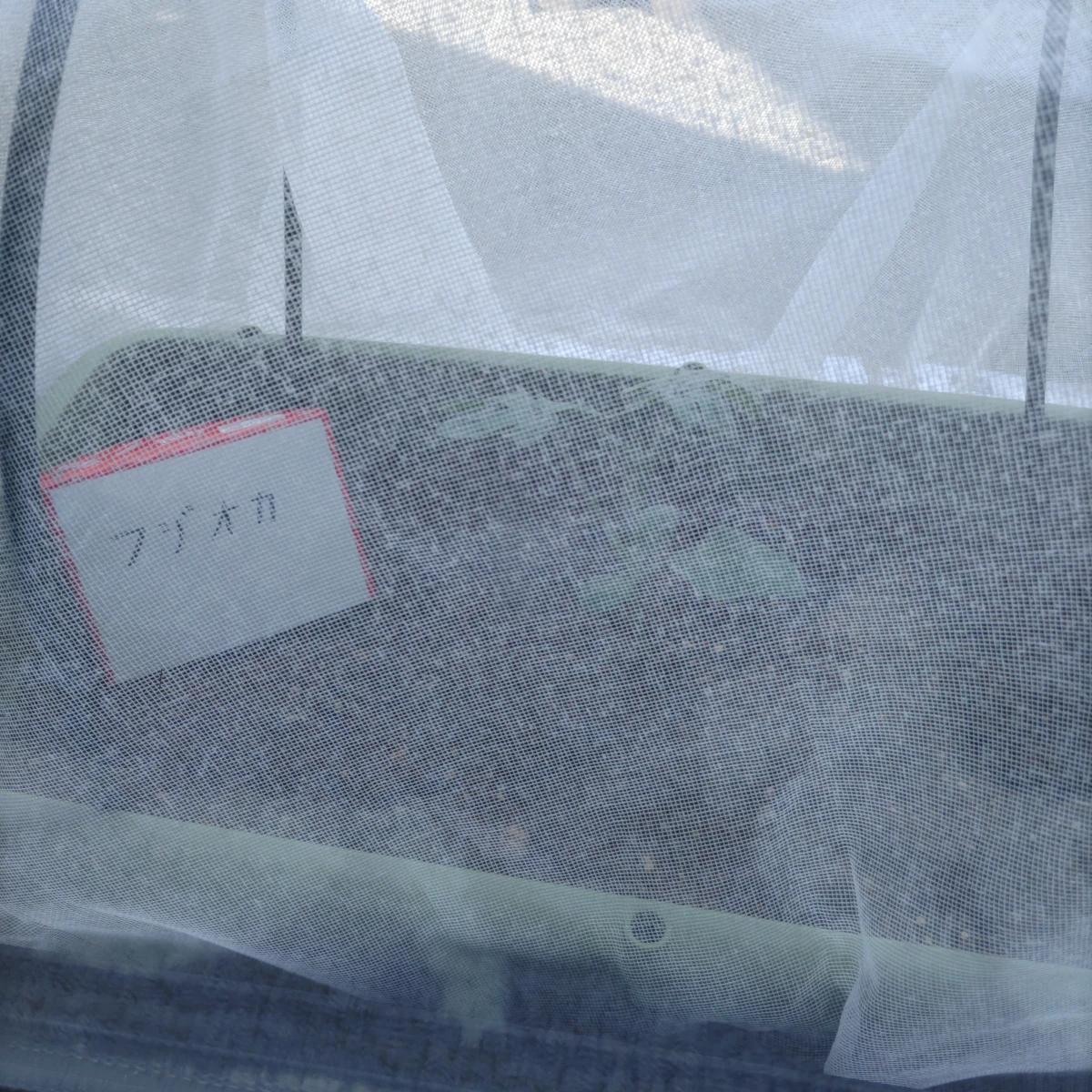 フジオカ DAY 25の成長記録