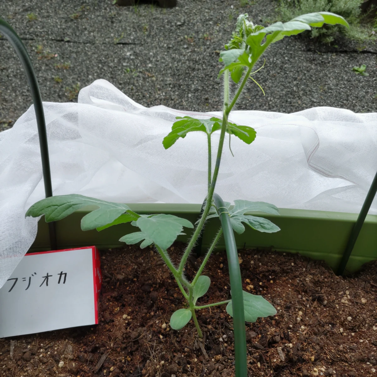 フジオカ DAY 35の成長記録