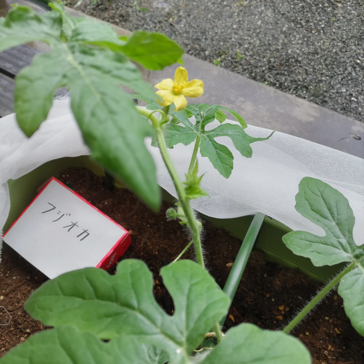 フジオカ DAY 44の成長記録