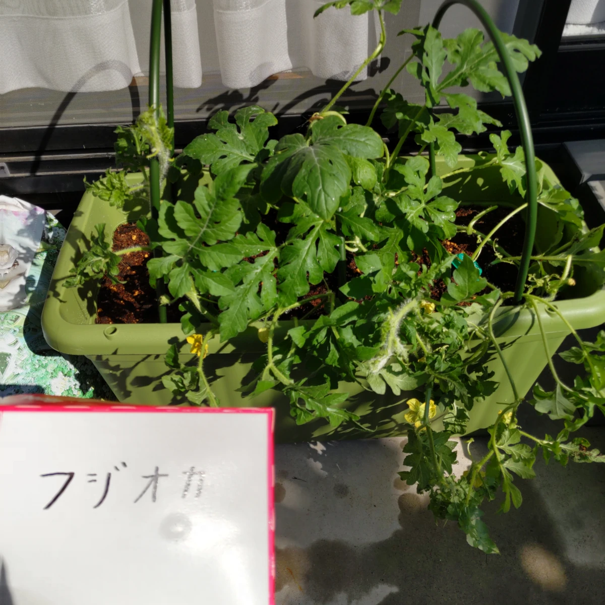 フジオカ DAY 62の成長記録