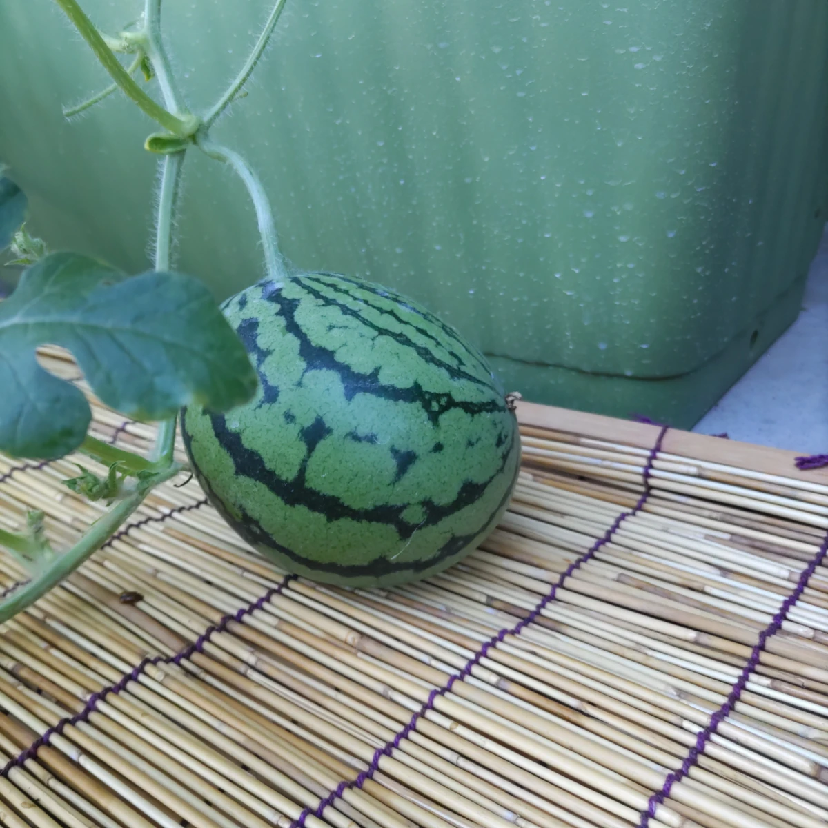 フジオカ DAY 79の成長記録