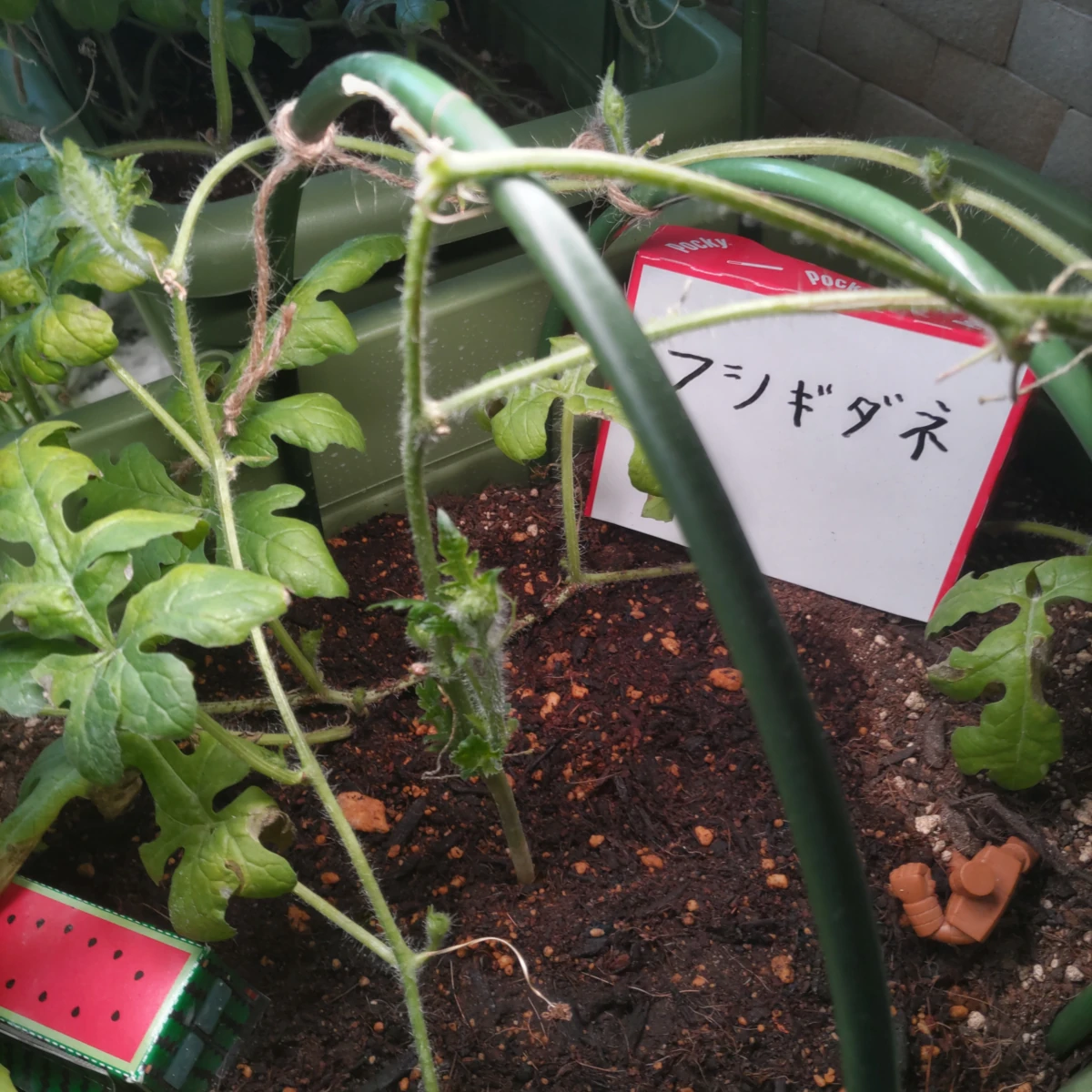 フシギダネ DAY 113の成長記録