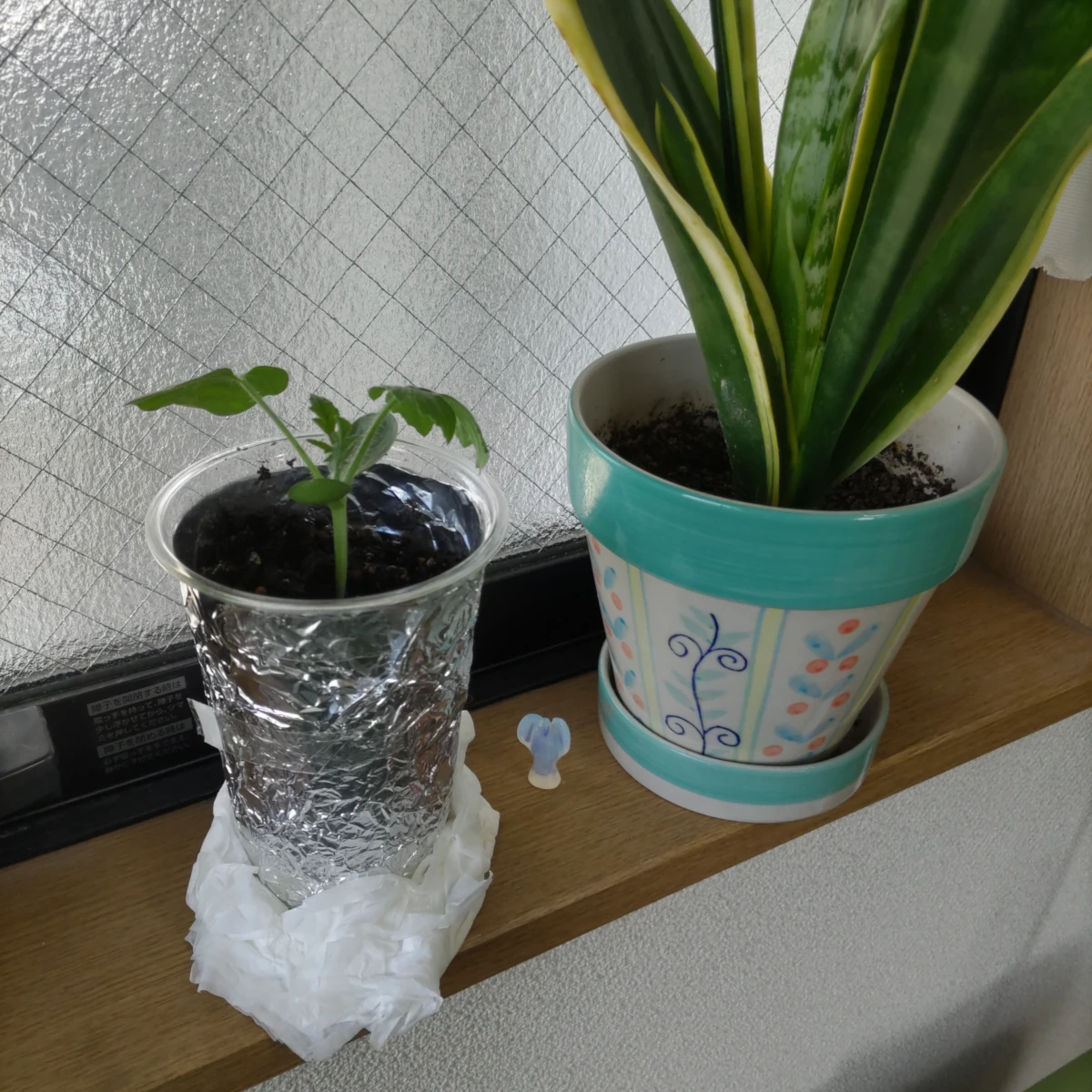 カゲロウ DAY 25の成長記録