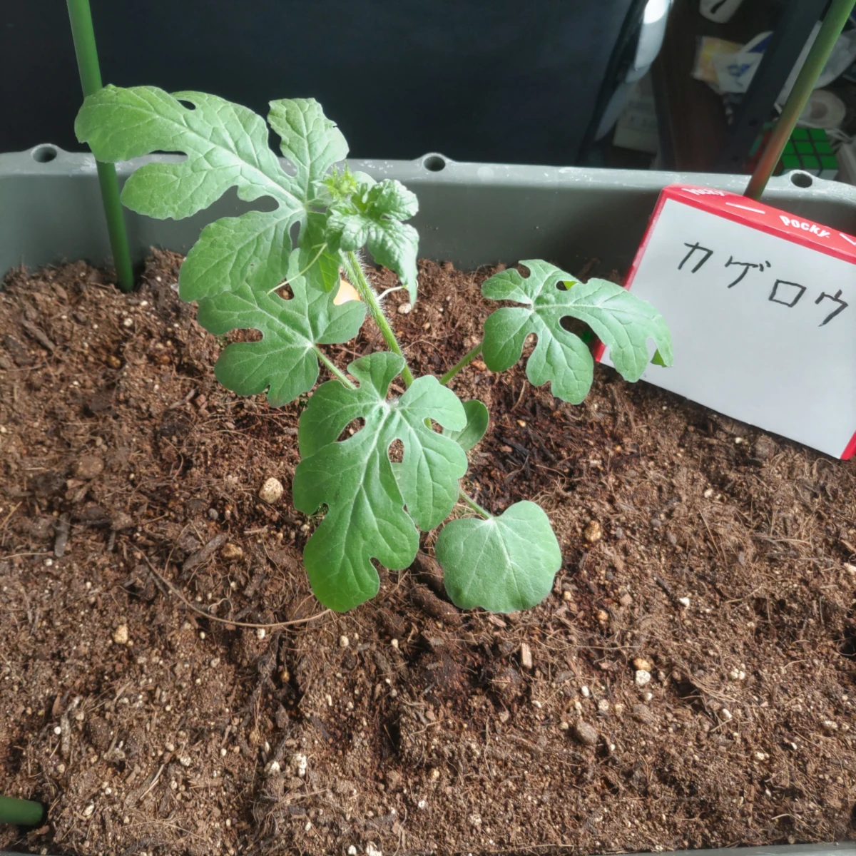 カゲロウ DAY 36の成長記録