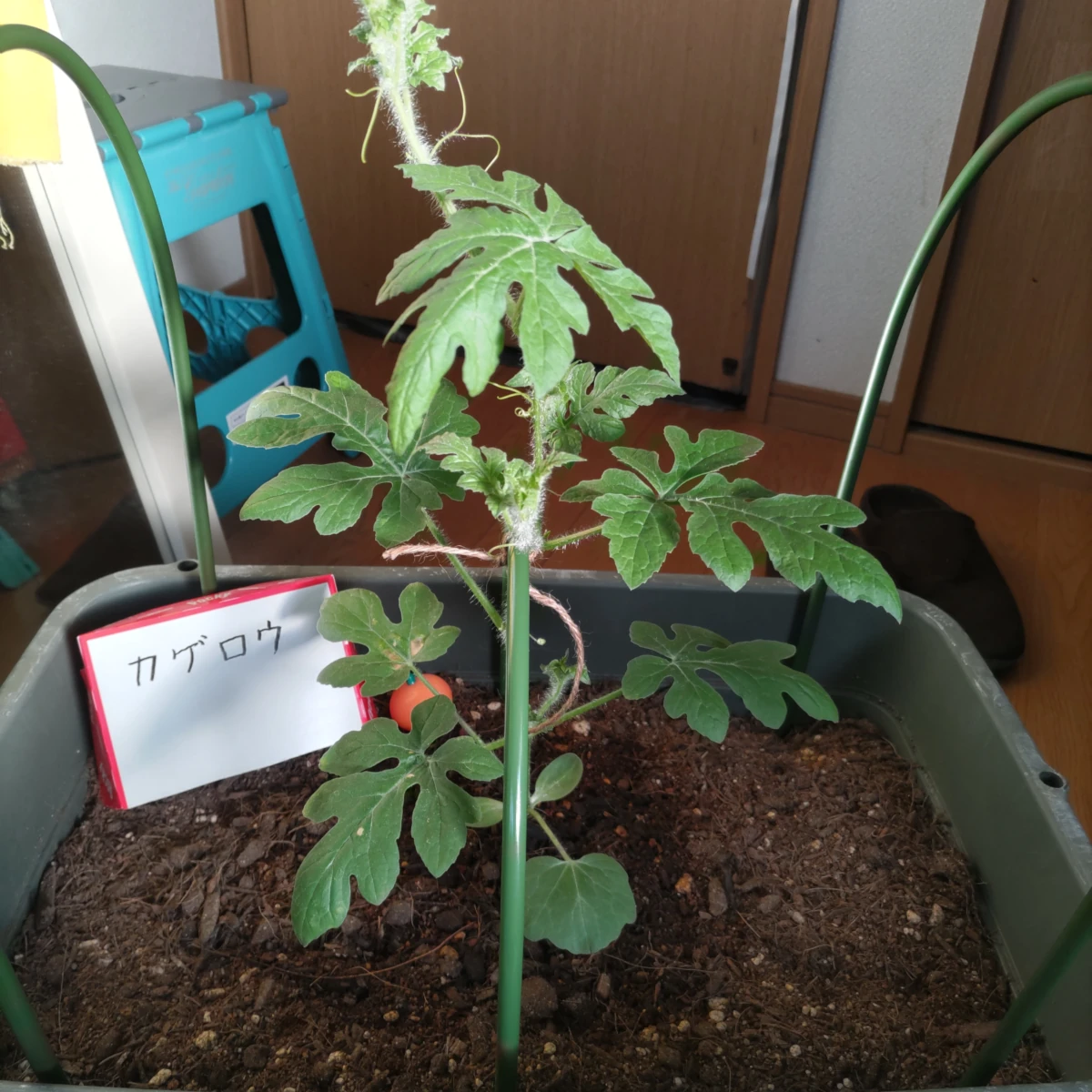 カゲロウ DAY 51の成長記録