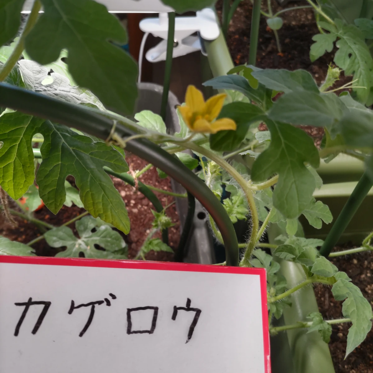 カゲロウ DAY 60の成長記録
