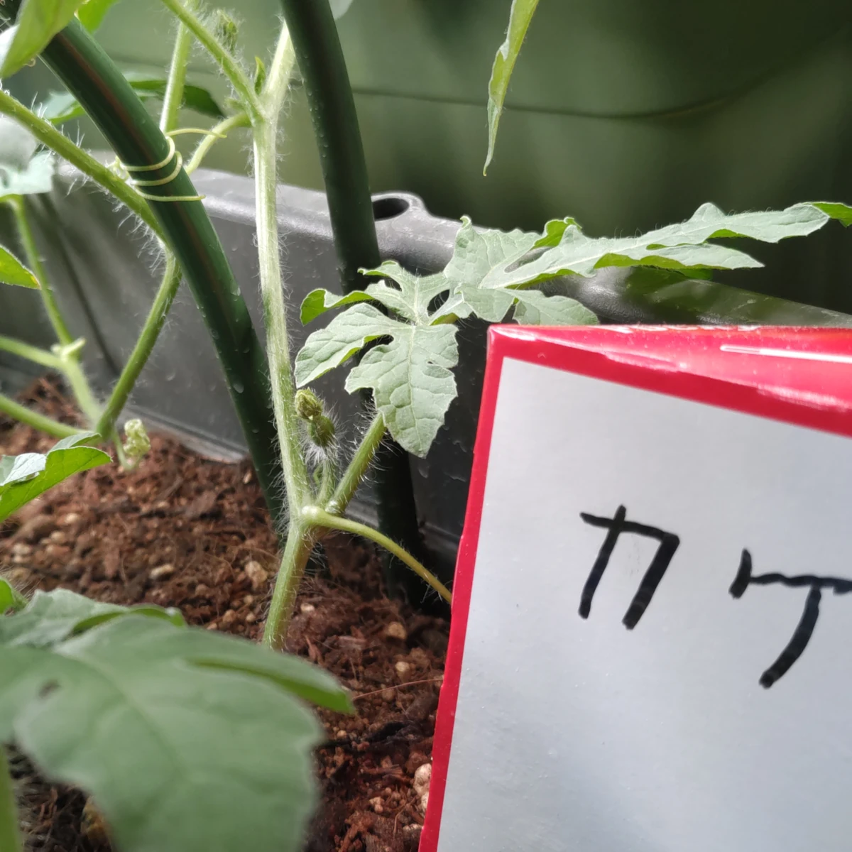 カゲロウ DAY 62の成長記録