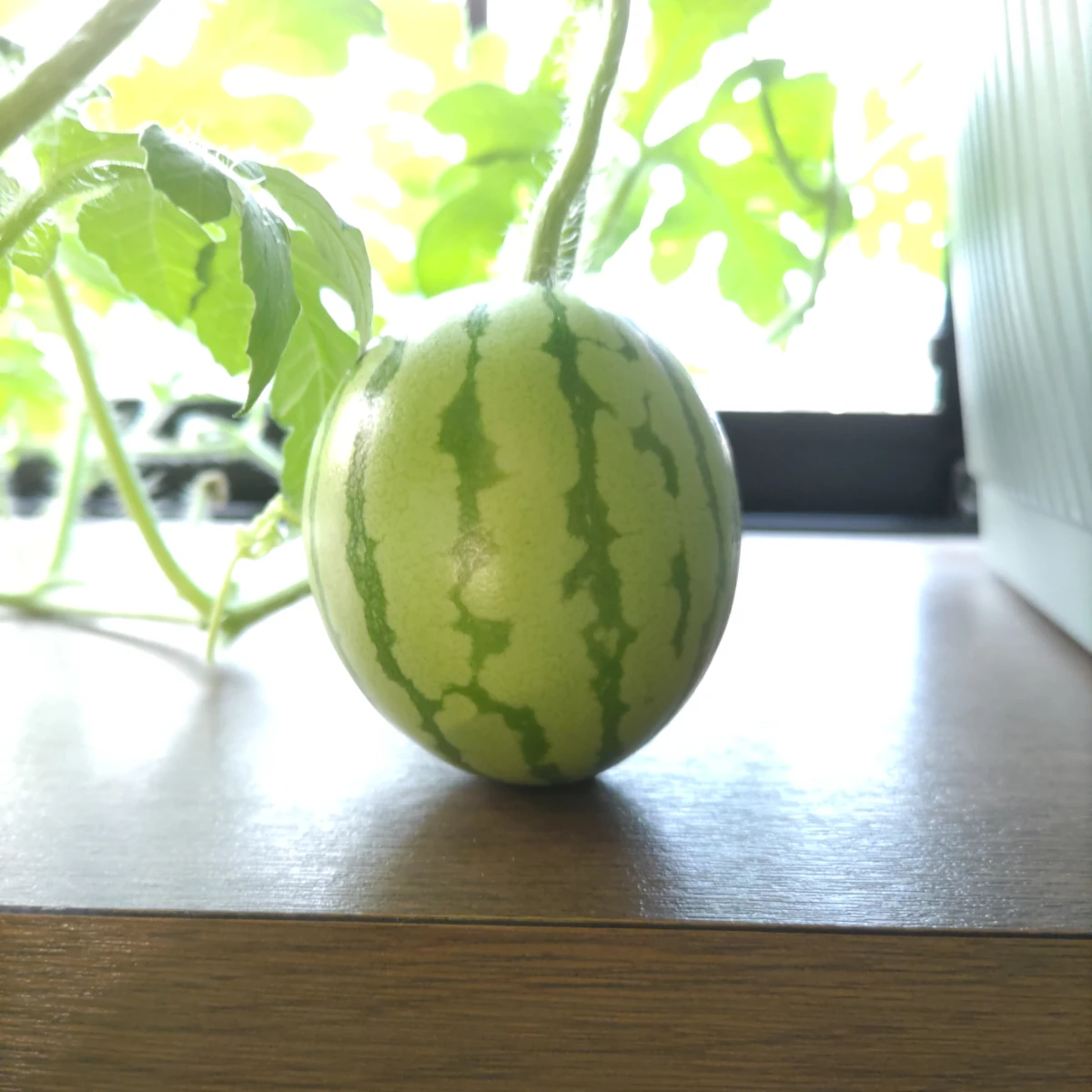 カゲロウ DAY 75の成長記録