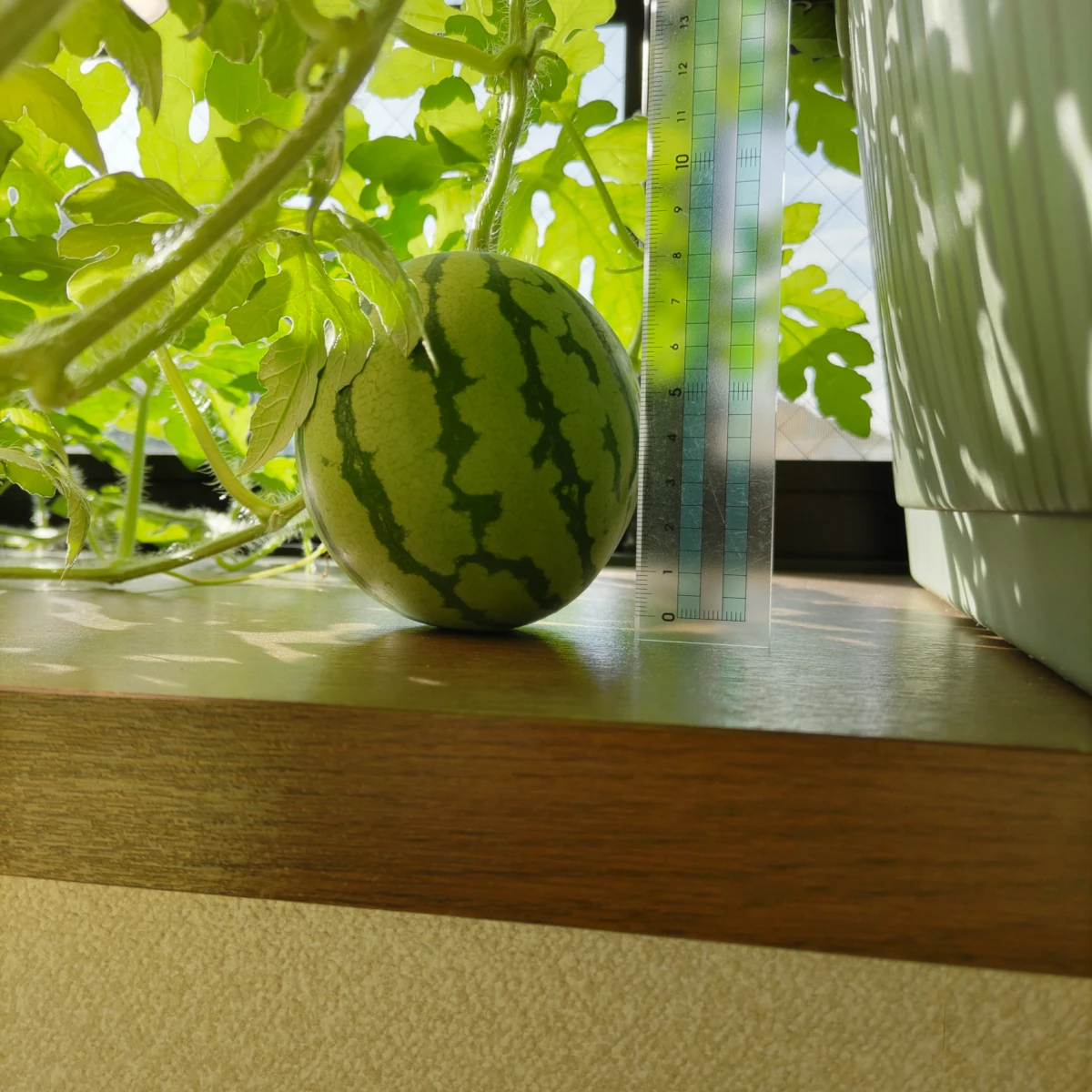 カゲロウ DAY 80の成長記録