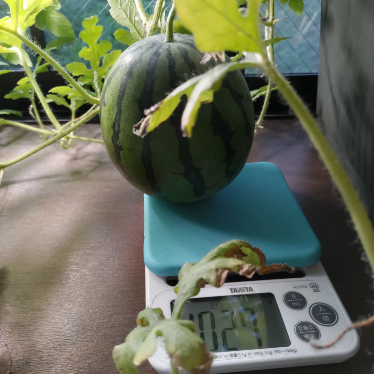 カゲロウ DAY 100の成長記録