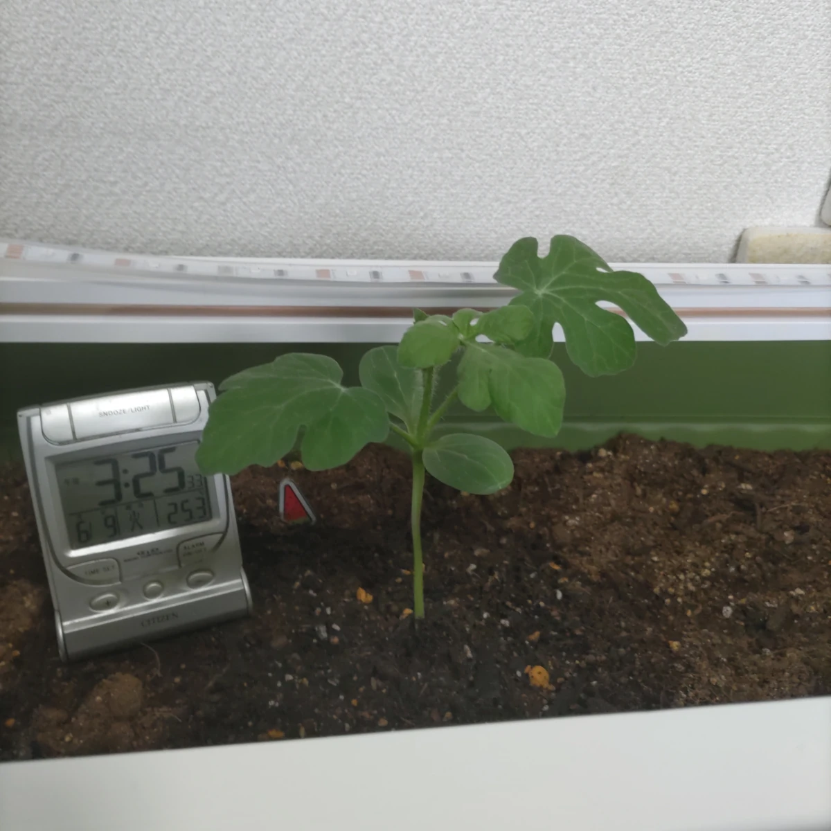 リムル DAY 21の成長記録