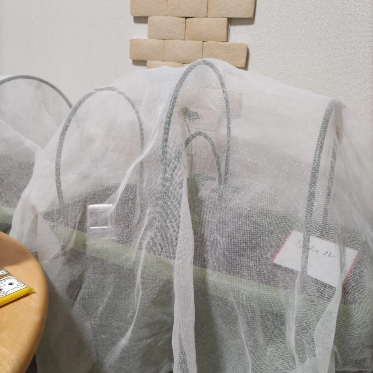 リムル DAY 31の成長記録
