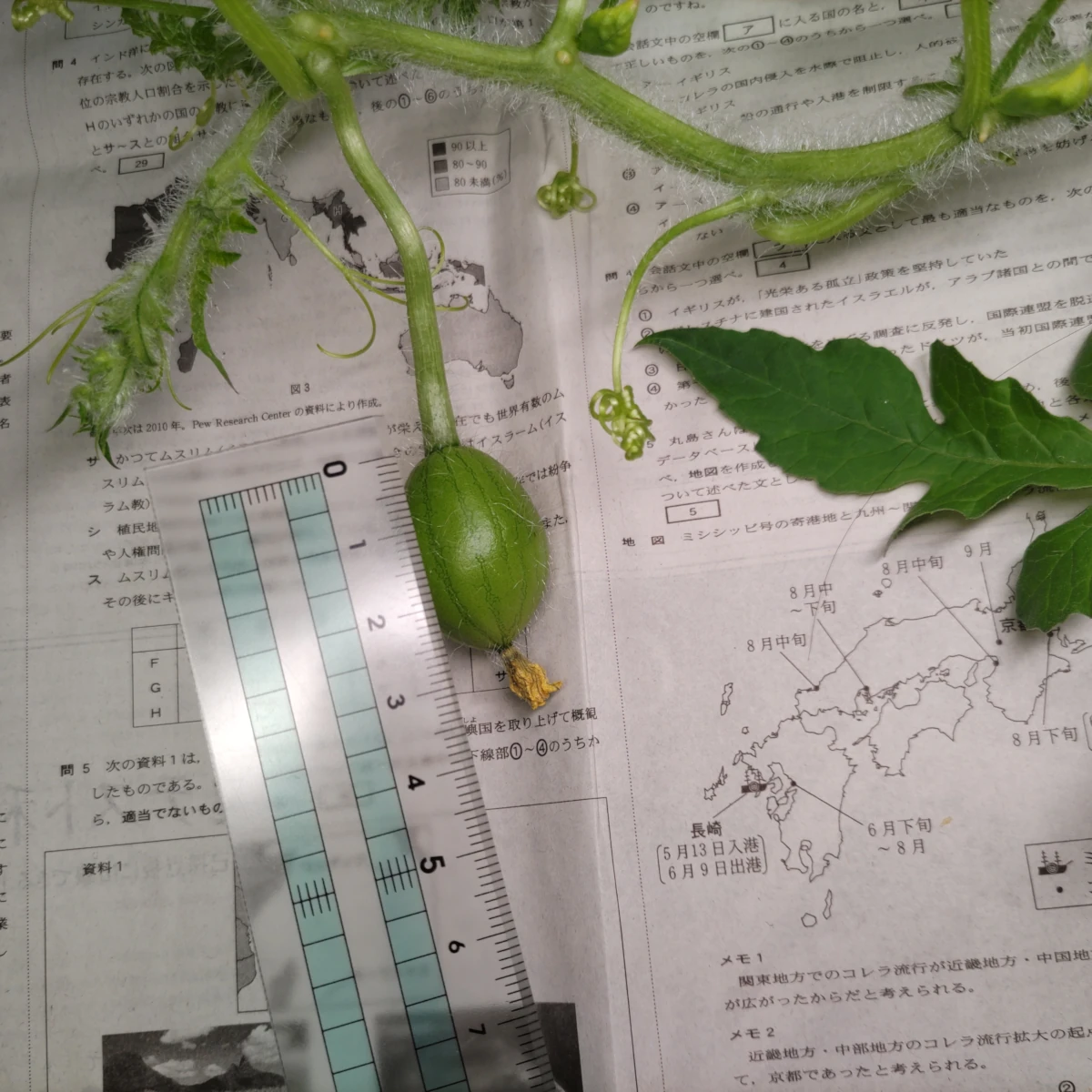 リムル DAY 81の成長記録
